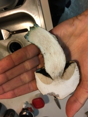 Leccinum ponderosum