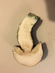 Leccinum ponderosum