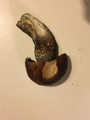 Leccinum ponderosum
