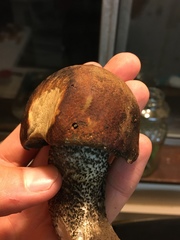 Leccinum ponderosum