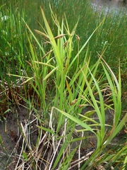 Carex paleacea