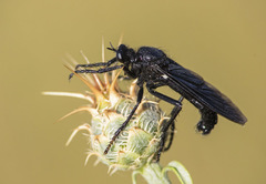Dasypogon