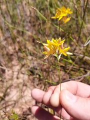 Ixia odorata
