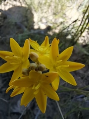 Ixia odorata