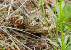 Pelobates vespertinus