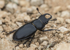 Lucanus barbarossa