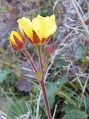 Geum capense