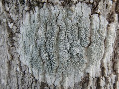 Pertusaria rubefacta