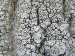 Pertusaria rubefacta