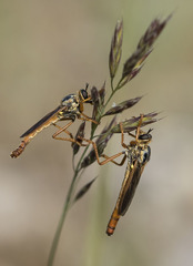 Stenopogon costatus