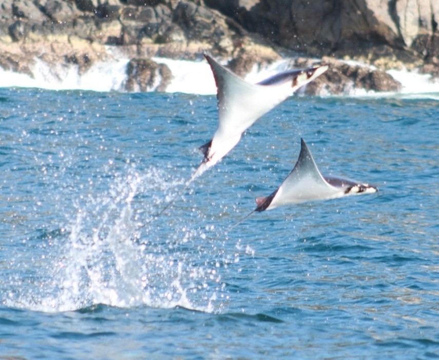 Munk's devil ray (Mobula munkiana) — Myliobatidae