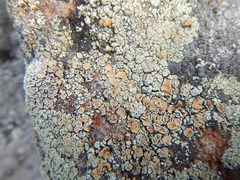 Rhizoplaca subdiscrepans