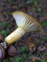 Hygrophorus hypothejus