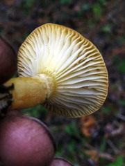 Hygrophorus hypothejus
