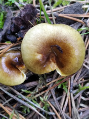 Hygrophorus hypothejus