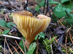 Hygrophorus hypothejus