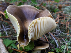 Hygrophorus hypothejus