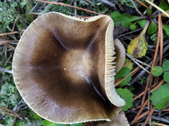 Hygrophorus hypothejus