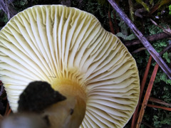 Hygrophorus hypothejus