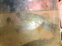 Pseudoxiphophorus bimaculatus