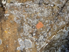 Rufoplaca arenaria