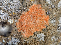 Rufoplaca arenaria