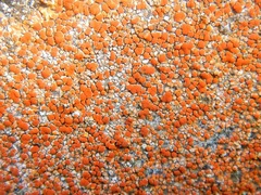 Rufoplaca arenaria