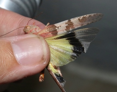 Trimerotropis californica