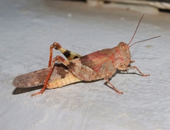 Trimerotropis californica