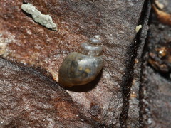 Galba truncatula