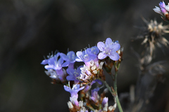 Limonium narbonense