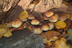 Hypholoma fasciculare