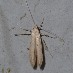 Haplochrois bipunctella