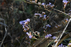 Limonium narbonense