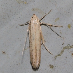 Haplochrois bipunctella