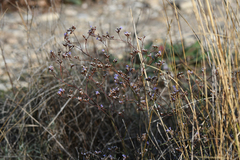 Limonium narbonense