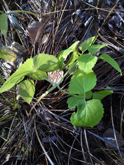 Ostericum palustre