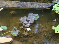 Ludwigia helminthorrhiza