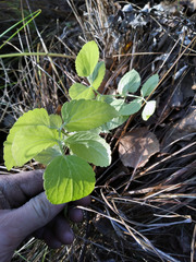 Ostericum palustre
