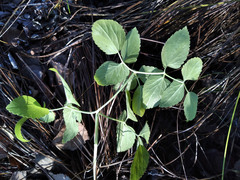 Ostericum palustre