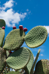 Opuntia streptacantha
