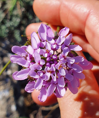 Iberis linifolia violletii