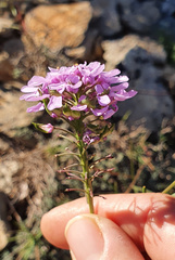 Iberis linifolia violletii
