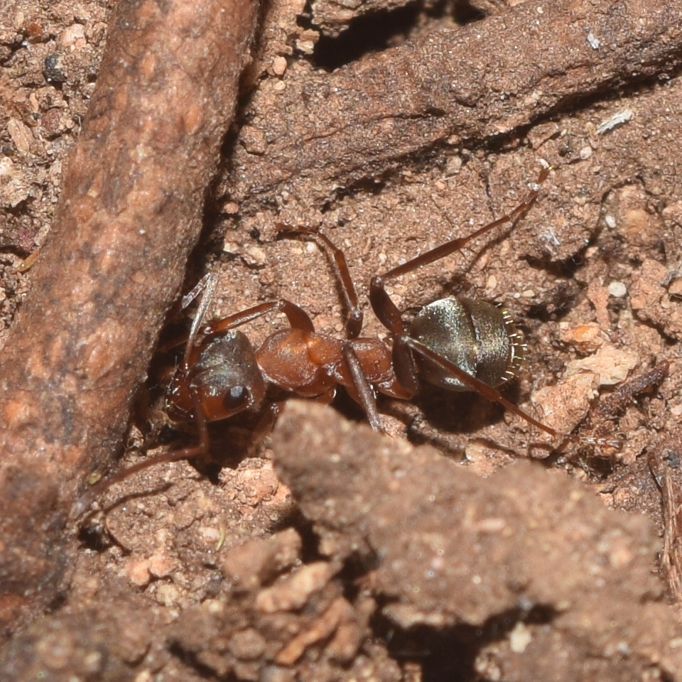 Formica moki