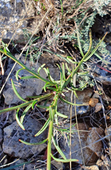 Iberis linifolia violletii