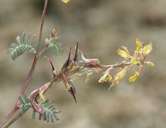 Astragalus inyoensis