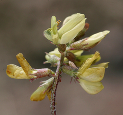 Astragalus inyoensis