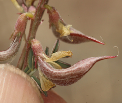 Astragalus inyoensis