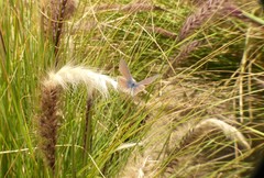 Leptotes trigemmatus