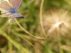 Leptotes trigemmatus